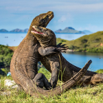 liburan Pulau Komodo
