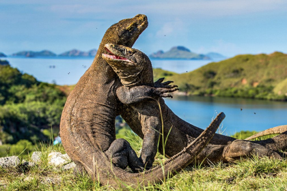 liburan Pulau Komodo